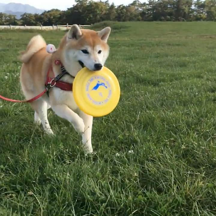 てんパパのインスタグラム