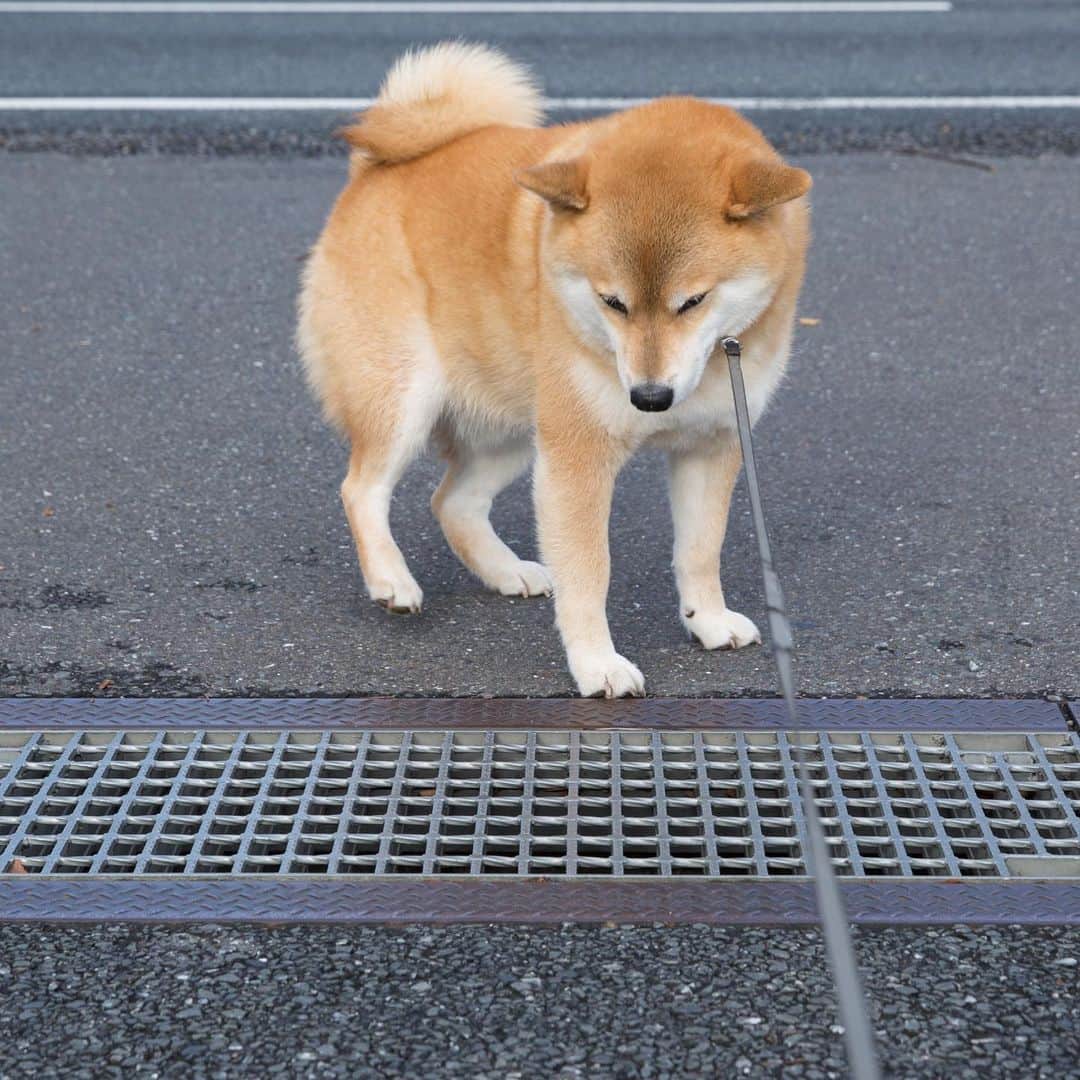 まる（まるたろう）のインスタグラム