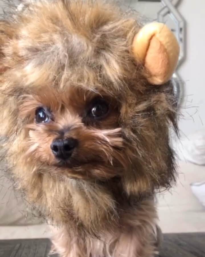 ジェシカ・バーチアーガのインスタグラム：「“I laugh in the face of danger, Ha Ha Ha”  My baby trying on his Halloween costume and his little roar at the end 🥰😩🦁」