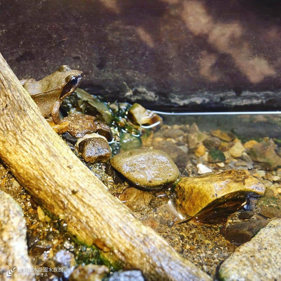 世界淡水魚園水族館 アクア・トト ぎふのインスタグラム：「タゴガエル(左上)とタゴガエルにそっくりな石(右)。意図的に置いたものではなく、まったくの偶然なんです。 4階から3階に下るスロープの水槽で見られますので探してみてくださいね。 #アクアトト #アクアトトぎふ #アクアトト岐阜 #カエル #タゴガエル」