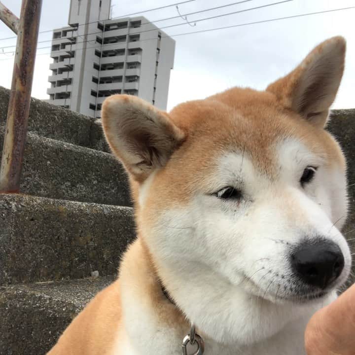 のインスタグラム：「朝から風が強くなってきましたー🌪  こなつは オヤツくれくれタイムです😆」