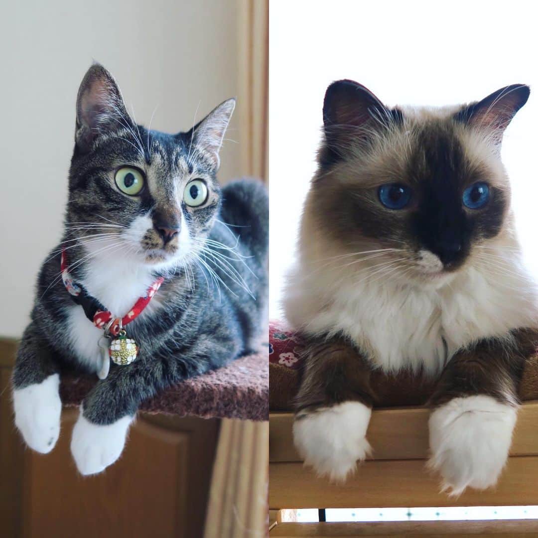 takegaeruのインスタグラム：「おはよう、しろおててちゃんズ😚  #cat #猫 #ragdoll #ラグドール #ホワイトポッチーズ #よもねこ #よもぎねこ #キジトラ #きじとら」