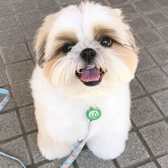 りんくさんのインスタグラム写真 - (りんくInstagram)「Good morning friends! 😊🐶💕 * * * * * おはようございまつ☁️ 雨が降る前にあさんぽ行ってきたよ〜🐶🐾 ・ 台風通過地域の皆さま、どうぞ気をつけてお過ごしください😌🌀☔️ 被害のないことを祈ります✨ ・ #みんな元気になぁれ #みんな幸せになぁれ #大切な命 #動物愛護週間 #WagAware #BuyaCharmSaveaDog」9月22日 11時01分 - link.jpn