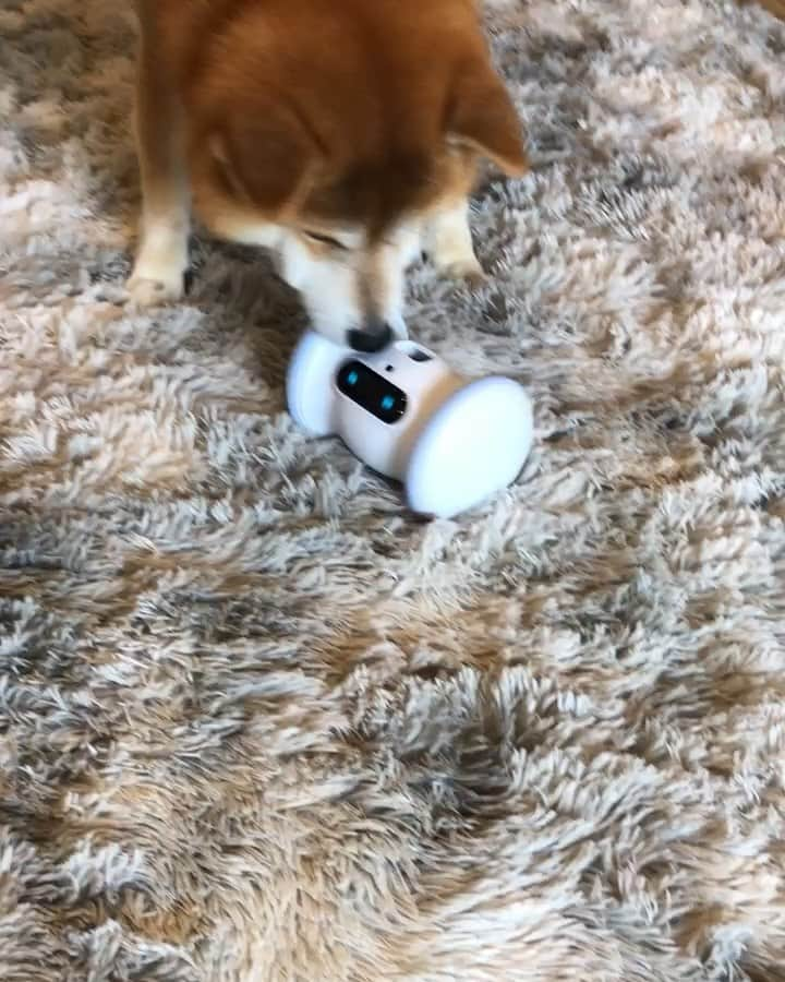 shibainu berryのインスタグラム