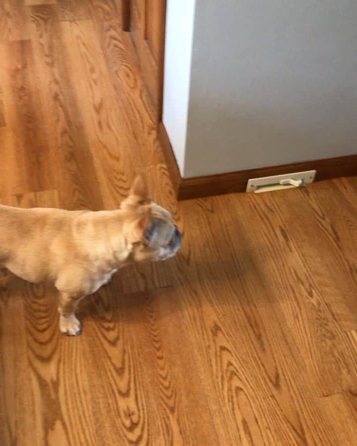 Hamlinのインスタグラム：「Queue intense music as Player #3 enters the game. 😱 She’s walking...I need a wing doggo and stat because zone coverage ain’t gonna work for me. .......... #siblings #sister」