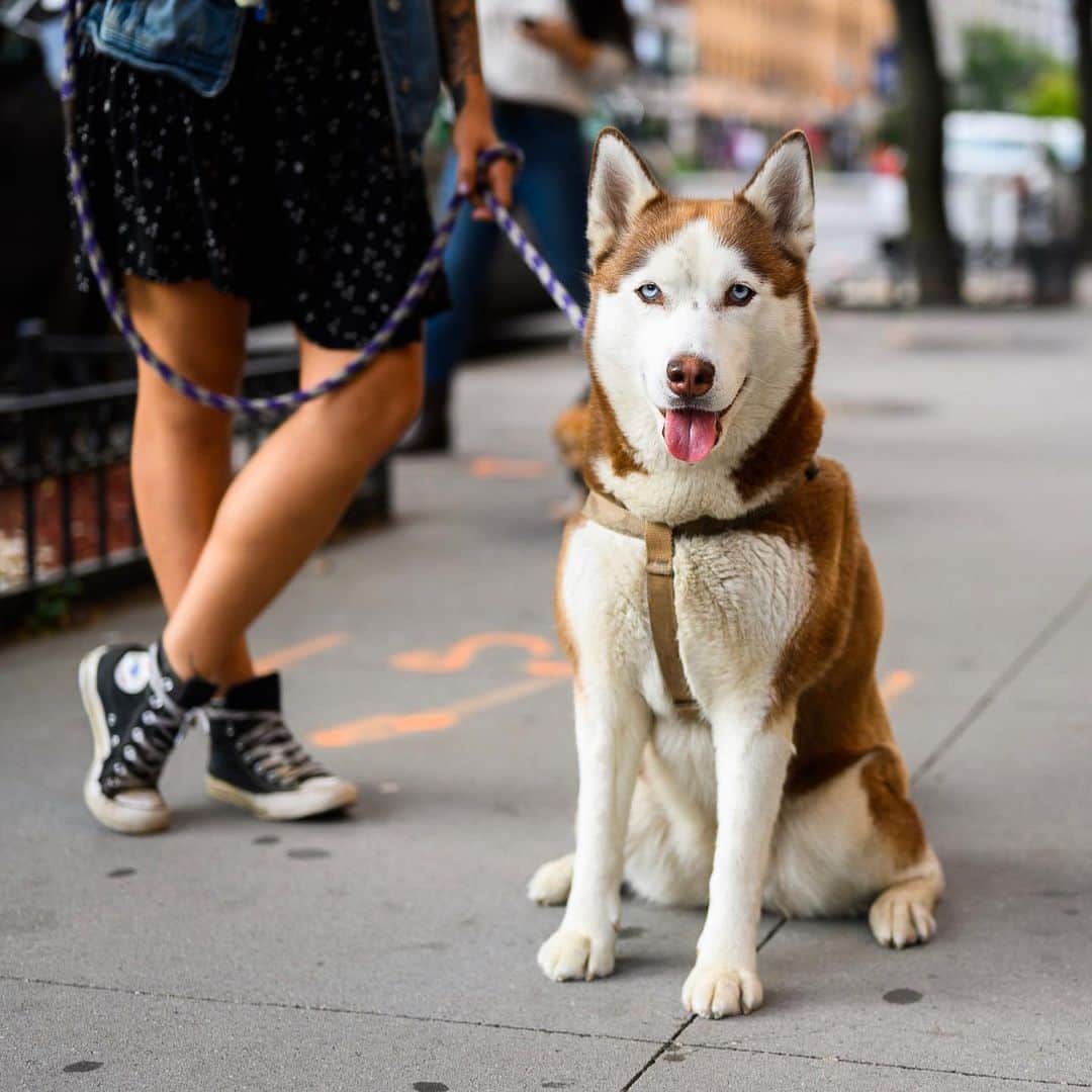 The Dogistさんのインスタグラム写真 - (The DogistInstagram)「Momo, Siberian Husky (4 y/o), 5th & Bowery, New York, NY • “It’s her world and we live in it.”」9月22日 11時32分 - thedogist