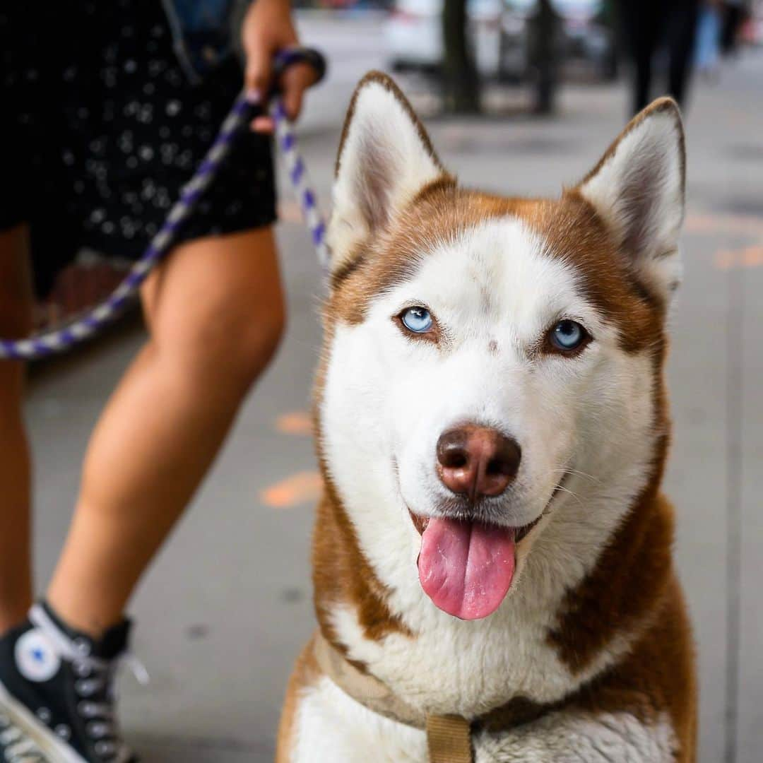 The Dogistさんのインスタグラム写真 - (The DogistInstagram)「Momo, Siberian Husky (4 y/o), 5th & Bowery, New York, NY • “It’s her world and we live in it.”」9月22日 11時32分 - thedogist