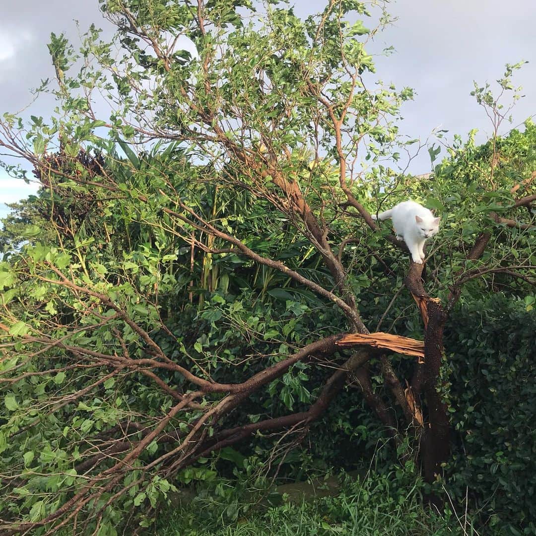 藤代冥砂さんのインスタグラム写真 - (藤代冥砂Instagram)「さよなら台風17号。 庭に自生の桑の木が。。。 甘い実をありがとお。  #桑の実 #桑」9月22日 11時42分 - meisafujishiro