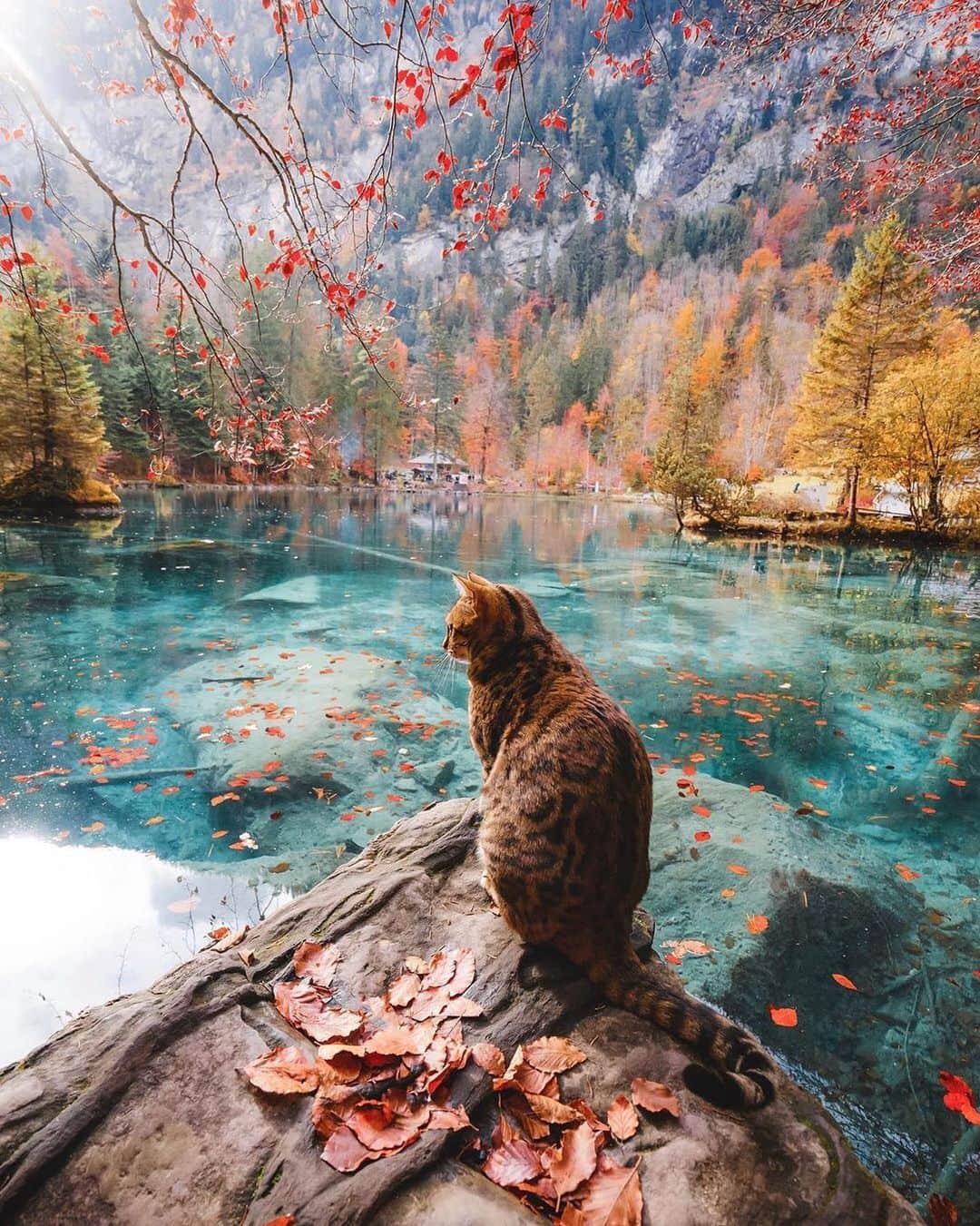 Cats of Instagramさんのインスタグラム写真 - (Cats of InstagramInstagram)「From @sukiicat: “Enjoying the moment 😽🍂” #catsofinstagram」9月22日 12時20分 - cats_of_instagram