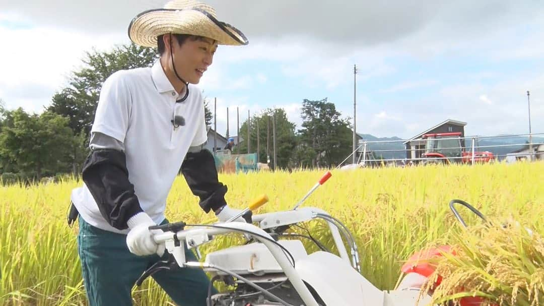 大石悠貴のインスタグラム：「. 先日、南魚沼で初めての稲刈りを体験しました！ . バインダー（農業機械）を使った稲刈りから、はざ掛けまでお手伝いをさせて頂きましたが、 見た目以上にかなりハード･･･。 農家さんの苦労を身をもって体感しました。 . そして、稲刈りの後は今シーズン初めて新米をパクリ。 その味は･･･？ . ‪今月30日の「ナマ＋トク」でたっぷりとお伝えします。‬ ‪大石の奮闘ぶり？も是非ご覧ください。‬ . 最後には視聴者プレゼントも！？ . #南魚沼 #新米 #コシヒカリ #稲刈り #はざ掛け #農家さんに感謝 #ナマトク #ナマ＋トク #アナウンサー」