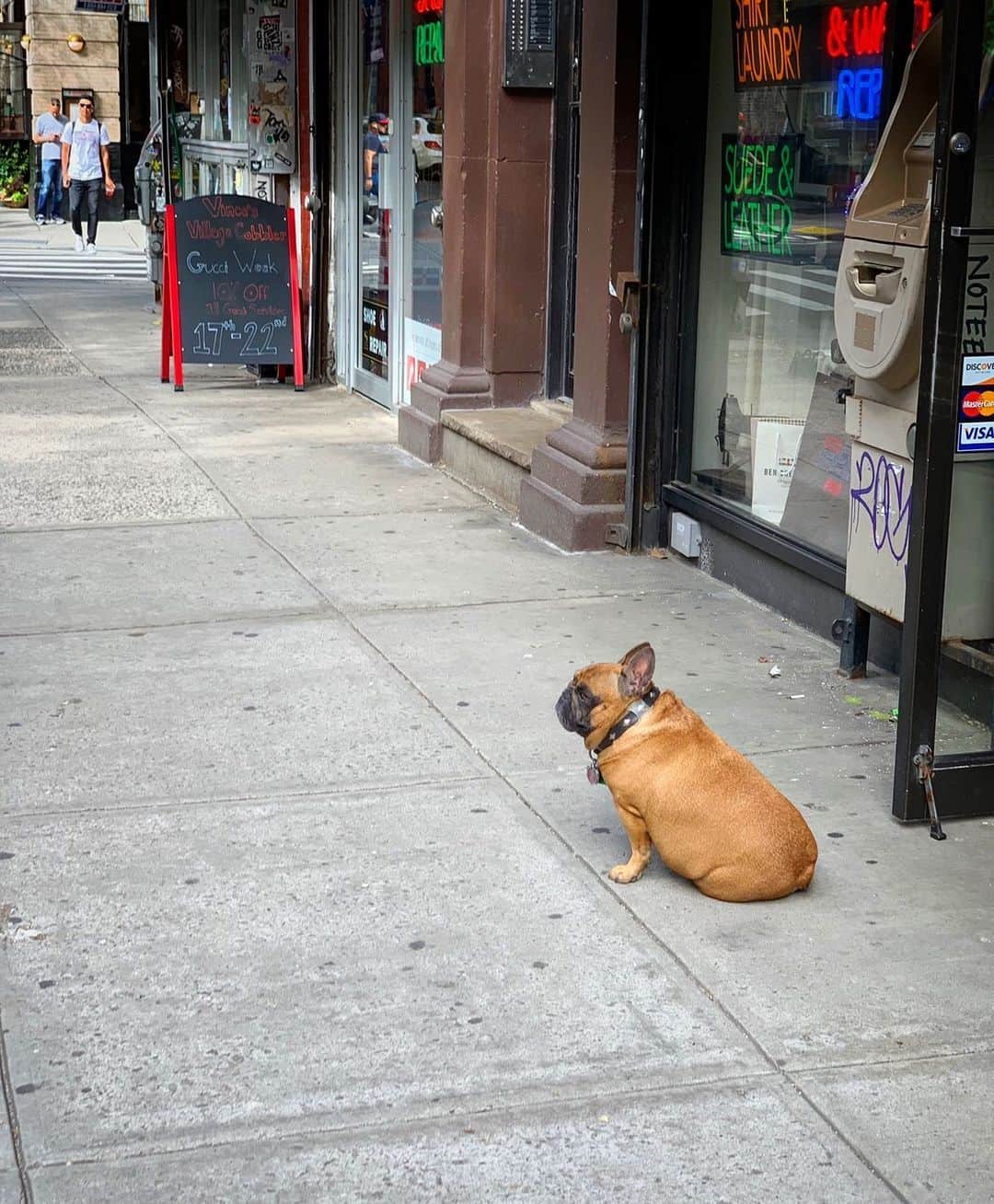 DOMINIQUE ANSEL BAKERYさんのインスタグラム写真 - (DOMINIQUE ANSEL BAKERYInstagram)「Bruno, the chubby potato on Sullivan street that I walk past each morning on my way from the Soho bakery to the West Village kitchen. He sits outside his shop’s door every day. I watch as three neighbors walk pass him and each say hello. I do the same: “Good morning, Bruno.” He slightly looks in my direction. Continues to sunbathe.」9月22日 13時06分 - dominiqueansel