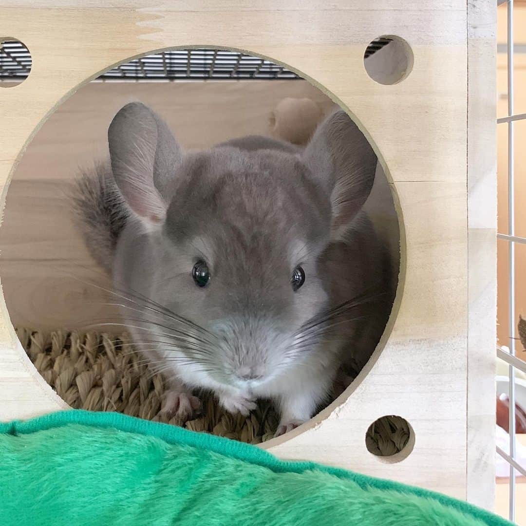 hamster_mocoのインスタグラム