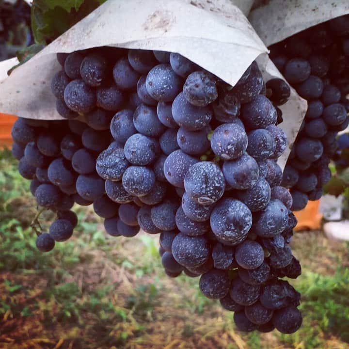 佐藤智美のインスタグラム：「カベルネ・ソーヴィニヨン収穫‼️ 美味しいワイン🍷になぁれ✨  #ワイン用ぶどう  #収穫  #カベルネソーヴィニヨン  #wine  #vine  #cabernetsauvignon」