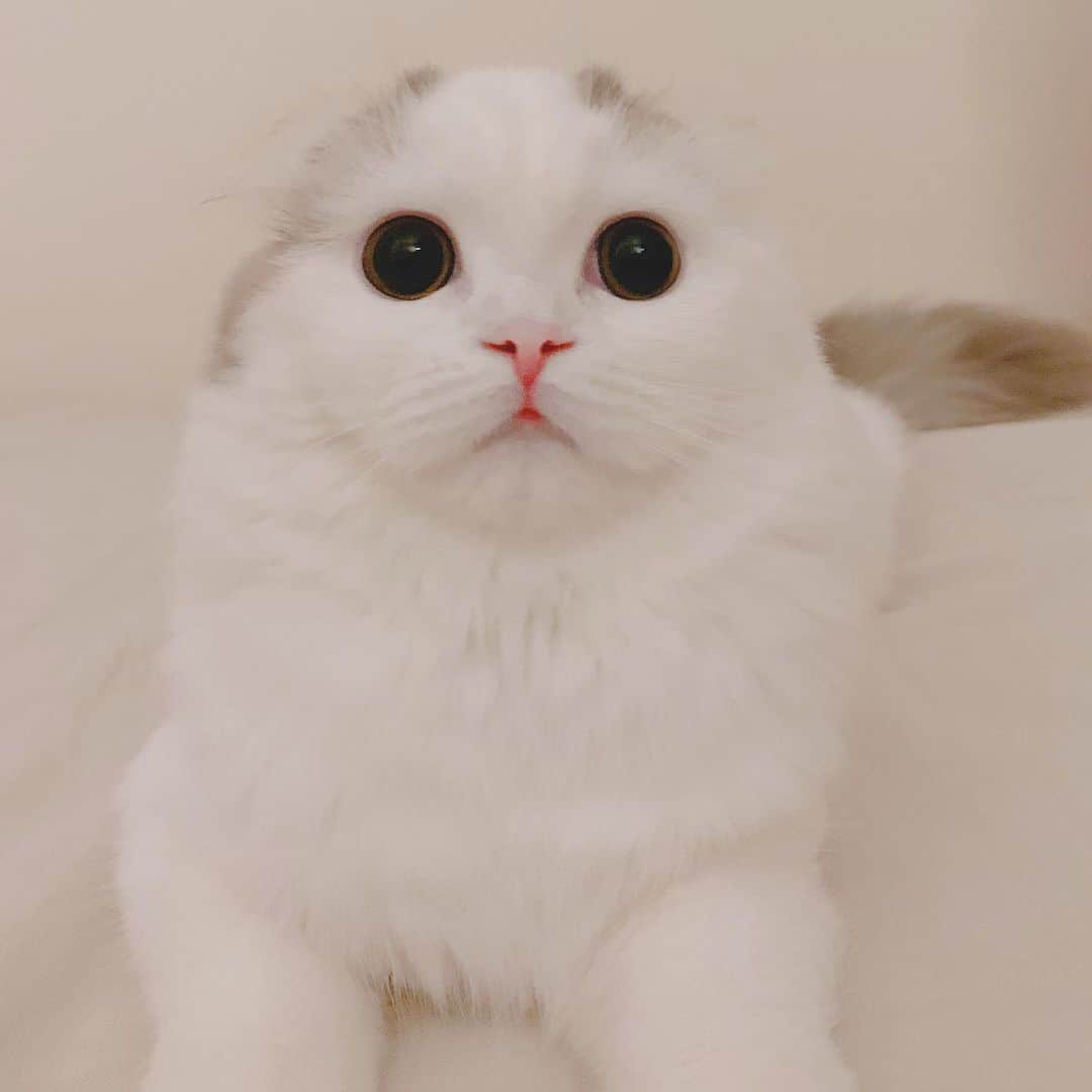 のんたのインスタグラム：「どんどん大きくなるぱんちゃん 体重は2.2kgになり、ぼーちゃんとの体重差がわずか500gになりました。」
