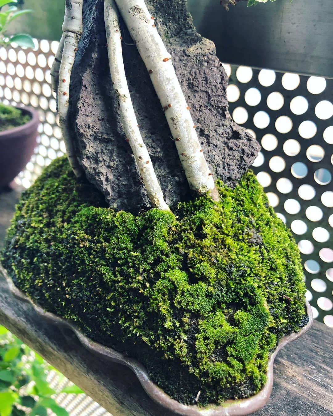 金成公信のインスタグラム：「た・ま・ら・ん ♪ #盆栽 #bonsai #bonsaijapan #japanesebonsai #wabisabi #bonsailovers #bonsailife #bonsaitree #bonsaiart #bonsaigram #bonsaiworld #plants #tree #greenlife #greenlifestyle #苔 #moss」