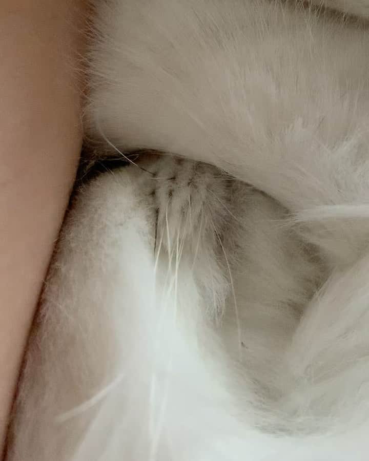 후추네큰언니のインスタグラム：「🔊🔊 푸우~ 푸우~ 하면서 자는 후추 😂😂💕 숨막히는가 싶어서 빼줄라 하면 싫대요 ㅋㅋ . . . . .  #후추  #고양이  #냥스타그램 #캣스타그램  #Hoochu #Hoochuthecat #cat #cats #catstagram #catsofinstagram #topcatphoto #bestmeow #ilovecat #cute #fluffy #petstagram #instacats」
