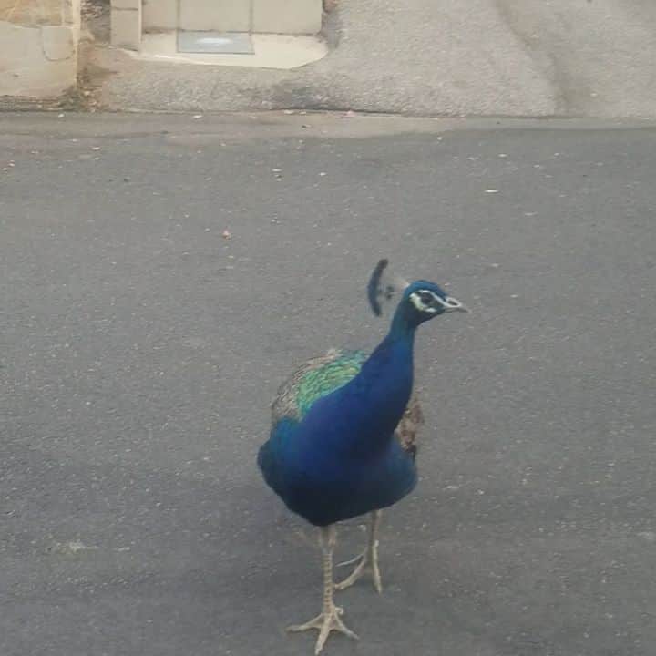 のインスタグラム：「Morning peacock daddy #peacock #peacocks #peacocksrule #peacockmagic #peacockempire #ilovepeacocks #peacocklady #shadowhills #THANKYOU」
