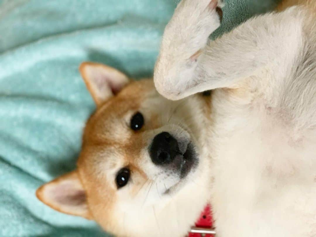 柴犬ハル&保護犬すずのインスタグラム