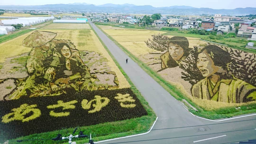 のインスタグラム：「青森♪『田んぼアート』凄い(*^^*) 前から来てみたかった場所なのです♪今年は「おしん」素晴らしい♪この田んぼのお米もちゃんと食べれるのです♪(西川くんが隠れているよ♪) #田んぼアート #田んぼ #青森 #田舎館 #レギュラー松本 #レギュラー西川 #あるある探検隊 #レギュラー #お米」