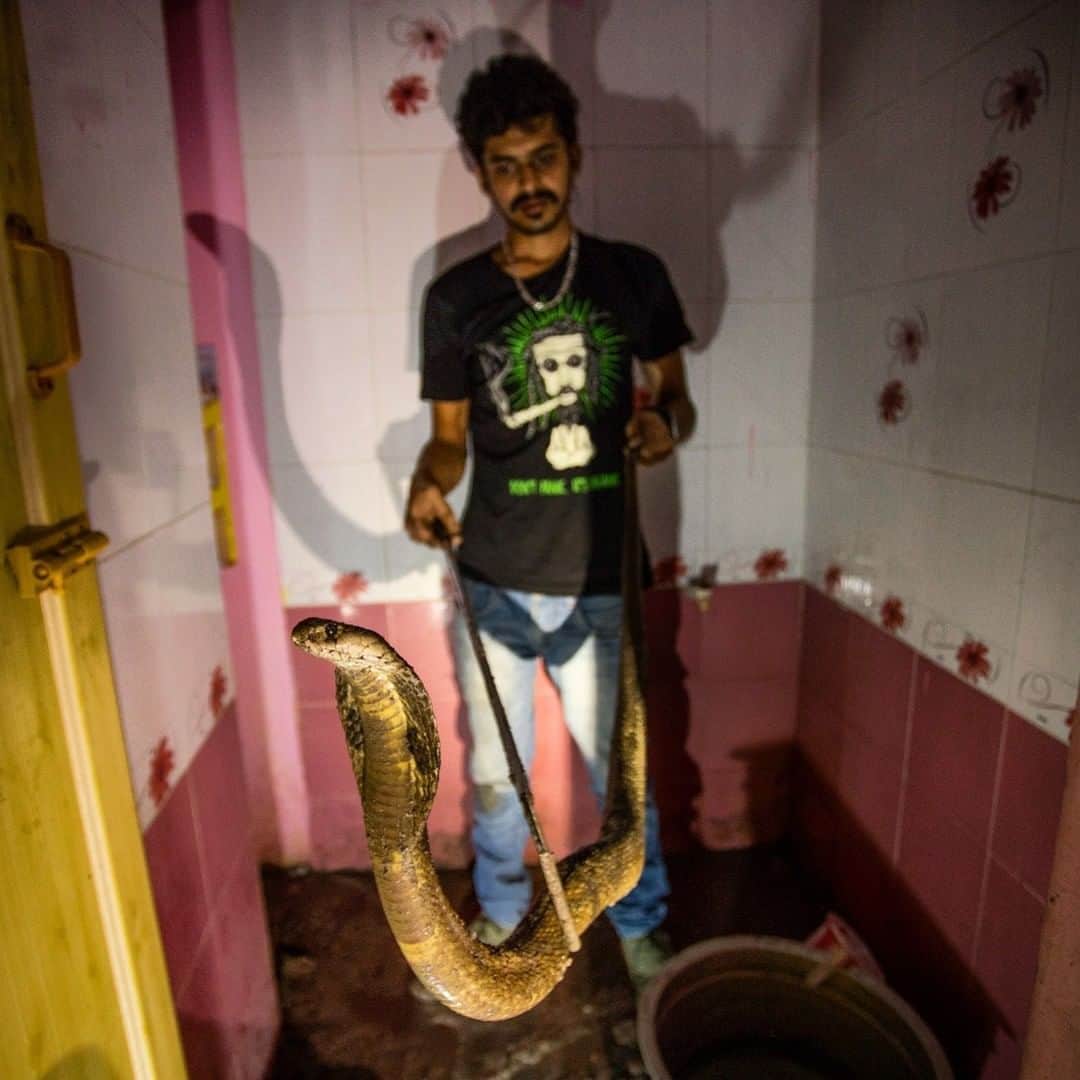 のインスタグラム：「Photo by Trevor Frost @tbfrost | Surya Keerthi learned to rescue snakes from his father, Snake Shyam, who is famous across much of India for having rescued well over 40,000 snakes, mostly in the city of Mysore. In the week I spent with Surya, he responded to an average of five calls a day for snakes in homes, like this spectacled cobra (Naja naja), which was hiding inside a pipe in the shower of this house! Perhaps the best thing I learned while in India working on this story is that Surya and his father are not alone: Across India many individuals and organizations are ready at a moment's notice to save a snake's life. To see more photos of cobras, I'm @tbfrost.」