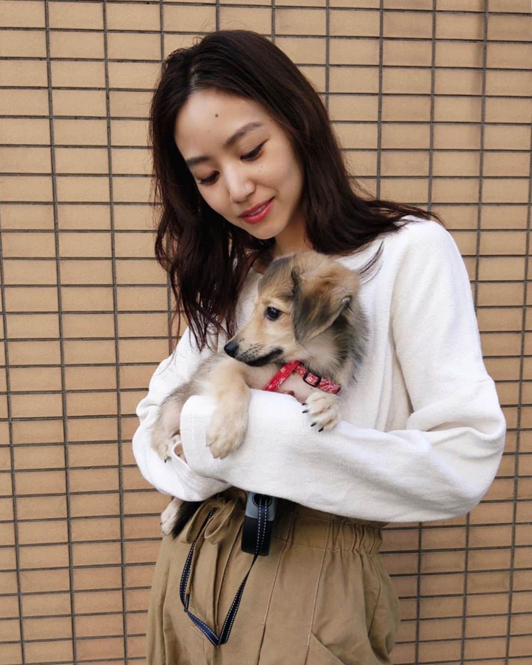 Shiho Sasakiのインスタグラム：「はじめまして🐾 新しい家族が増えました🐶 小さい頃からずっと犬を迎え入れたいと思ってて やっと夢が叶いました✨ 初めての散歩、楽しかったね🧡 #duchs#pomeranian#犬#愛犬#pixelで撮影#team_pixel#baroque_pixel」