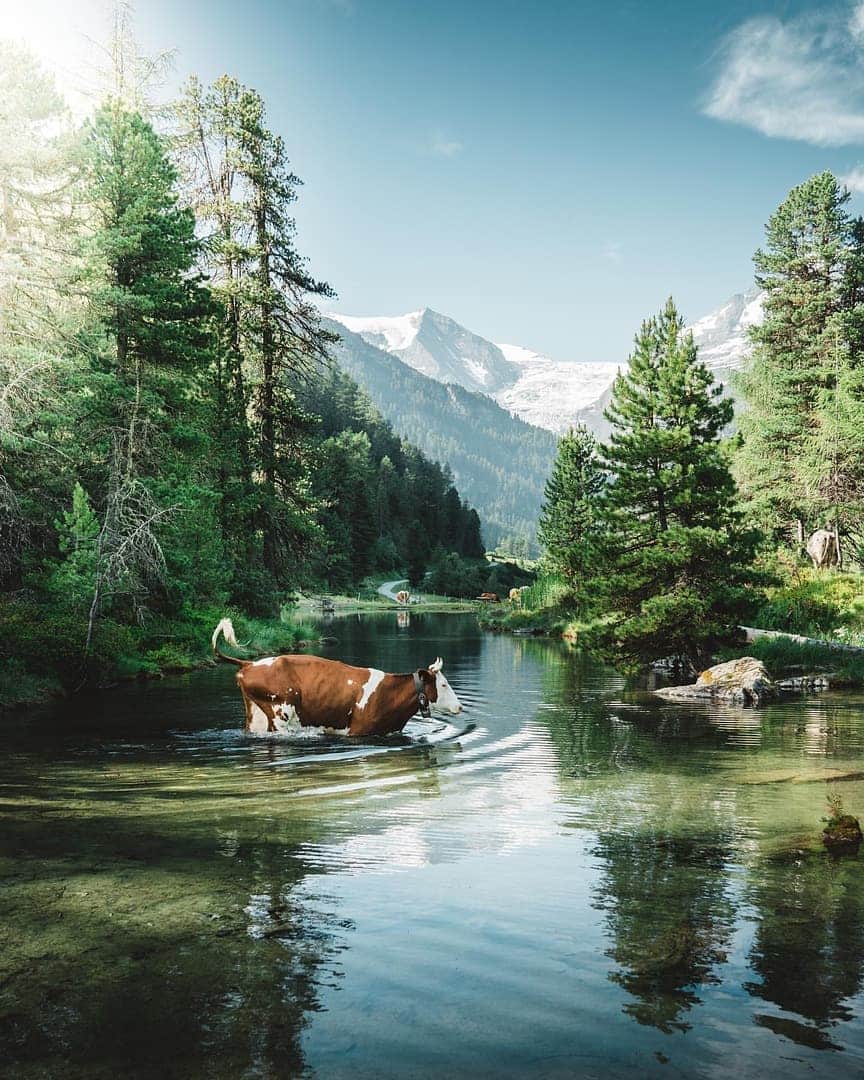 Discover Earthさんのインスタグラム写真 - (Discover EarthInstagram)「"Even cows need cooling 🐮💦" Tag a friend that loves nature! — 📍 #DiscoverSwitzerland 🇨🇭 — 📸 Photo and caption taken by @marcoschnyder」9月22日 16時01分 - discoverearth