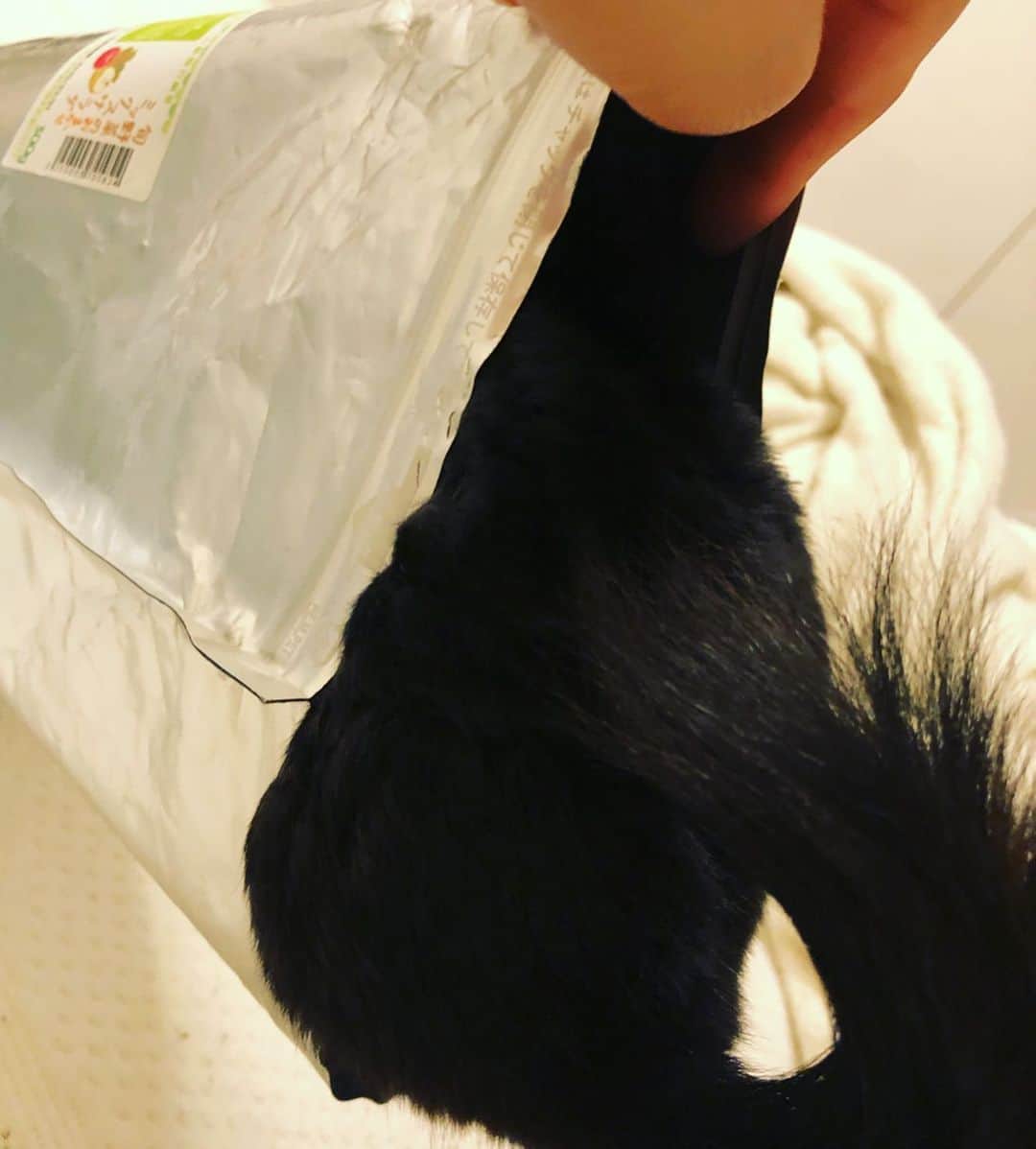 東森美和さんのインスタグラム写真 - (東森美和Instagram)「おやつが大好きすぎて… いつも袋の中に入っちゃうw 食いしん坊な黒ぽんです。  #チンチラ #チンチラグラム #チンチライフ #チンチラ黒ぽん #黒ぽん #小動物 #ペット #黒い動物」9月22日 16時15分 - higashimorimiwa