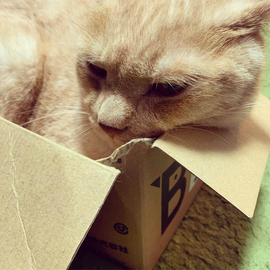 飯田カヅキさんのインスタグラム写真 - (飯田カヅキInstagram)「ねむチロ。  #tirol_neko #猫 #cat」9月22日 16時18分 - kazukiiida_strange