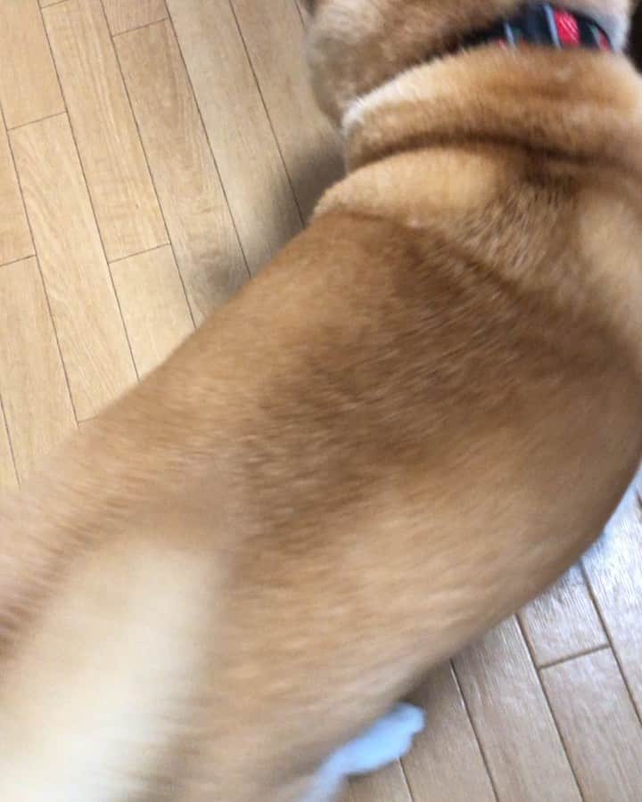 のインスタグラム：「なっちゃんーーかいかいかいかい😆」