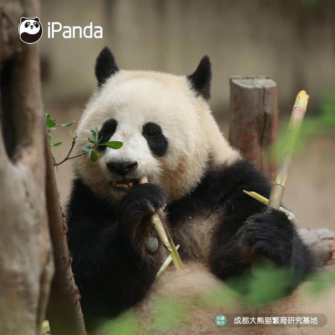 iPandaさんのインスタグラム写真 - (iPandaInstagram)「Look at your special pair of ears! Is it they that make you stand out in the group? (Xiao Yatou) 😊 ☺️ 😊 #panda#ipanda#animal#pet#adorable#China#travel#pandababy#cute#photooftheday#Sichuan#cutepanda#animalphotography#cuteness#cutenessoverload #giantpanda」9月22日 17時32分 - ipandachannel