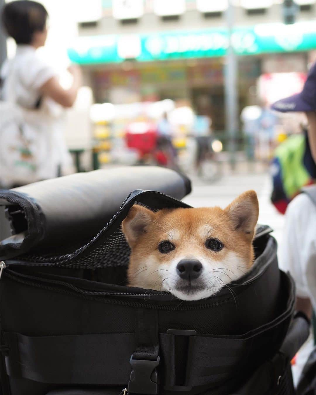 豆柴にこちゃんのインスタグラム