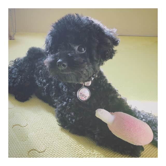 のインスタグラム：「ティーカッププードルカフェ🐩🧡﻿ ﻿ 原宿で看板を見つけて﻿ 気になったから行ってみたよ。ふふふ﻿ 本当に癒しだったなあ🐶🎨﻿ ﻿ 4枚目が一番好き。☺︎﻿ ﻿ #原宿 #原宿カフェ #プードル #プードルカフェ #poodle」