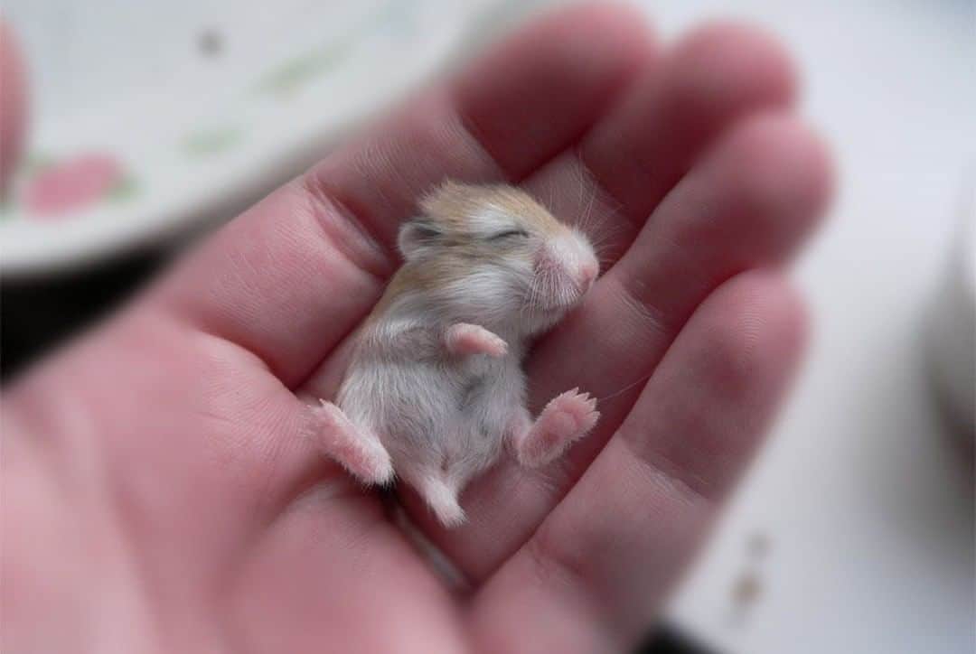 Baby Animalsさんのインスタグラム写真 - (Baby AnimalsInstagram)「Newborn hamsters are so adorable!」9月22日 17時58分 - thebabyanimals