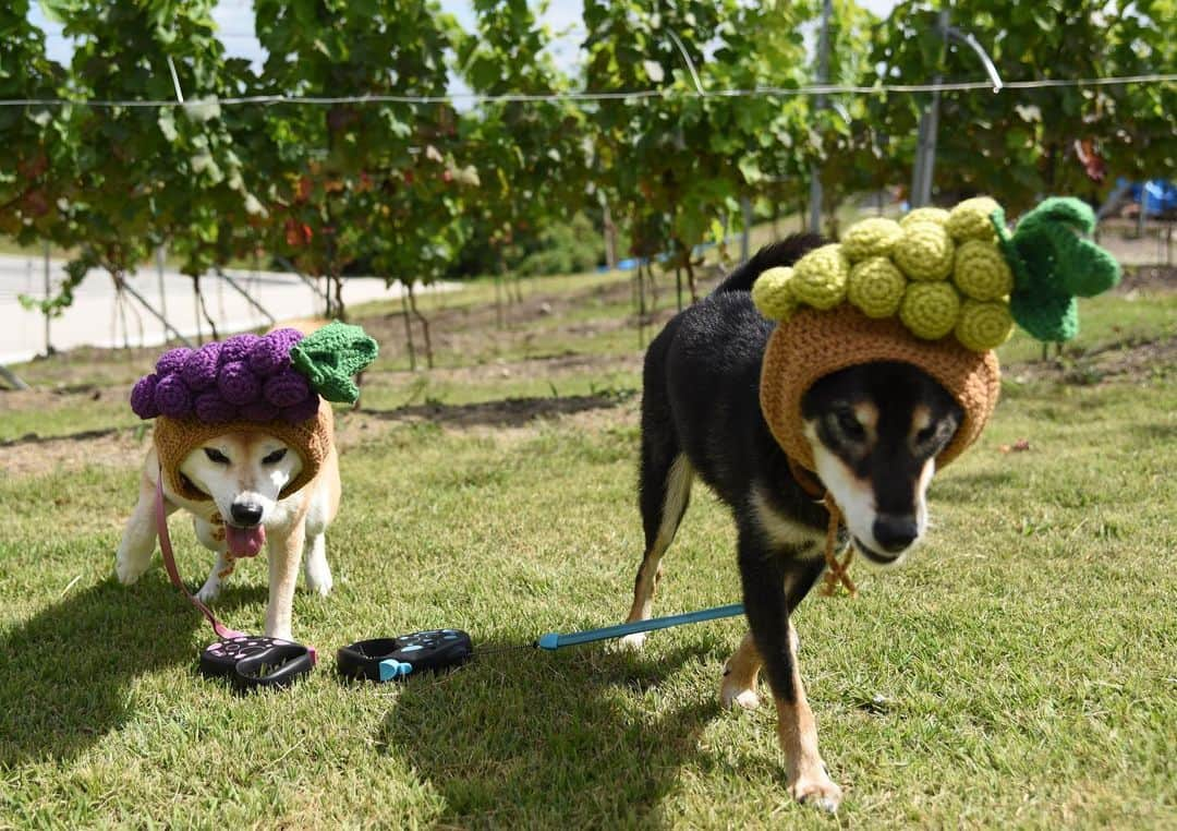 がんちゃんさんのインスタグラム写真 - (がんちゃんInstagram)「葡萄畑🍇の前で 1.モードな感じや 2.キュートな感じに やっぱり最後は 3.ギャラ大事👍👍 #オートクチュールコタオバサンヌ #コスプレ柴犬 #コスプレ柴 #コスプレ犬」9月22日 18時20分 - kota2ann