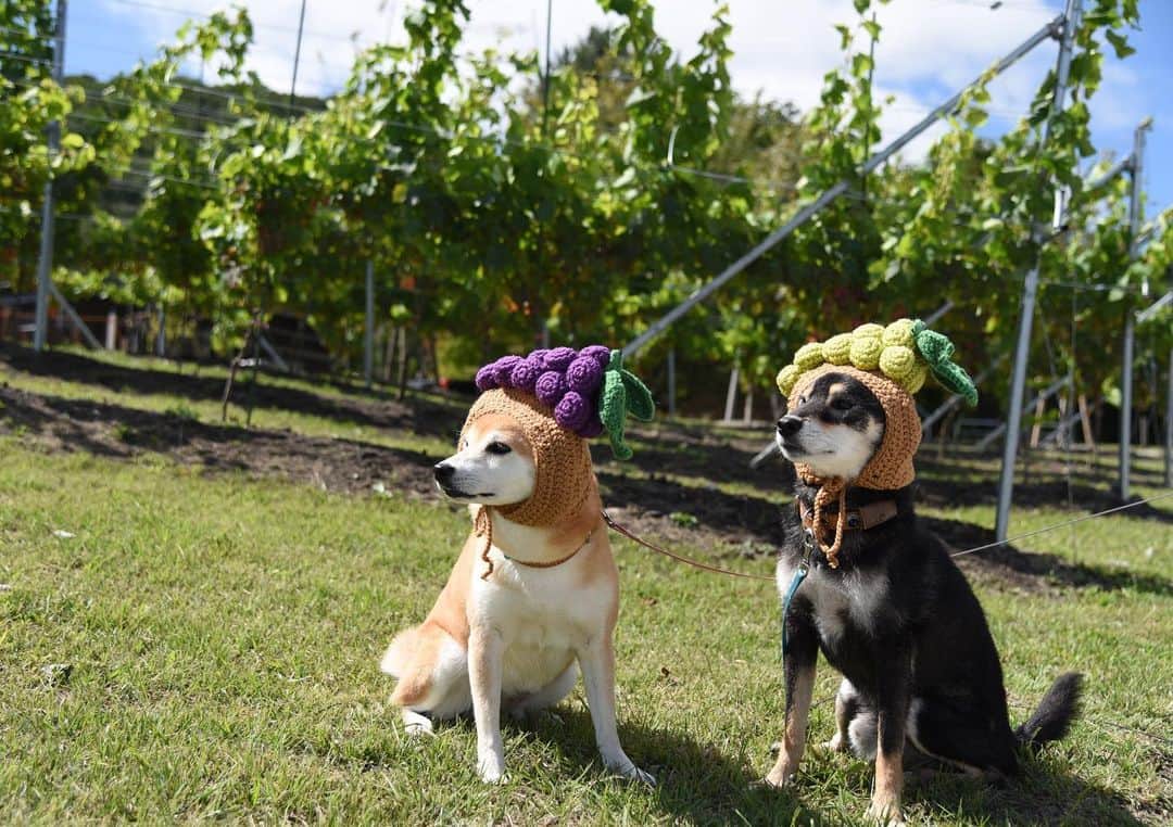 がんちゃんのグルメインスタ