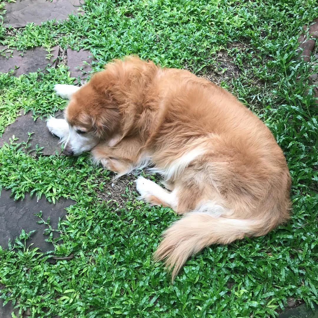 Hoykong&Plamuekのインスタグラム：「Lazy Sunday #hkpm」
