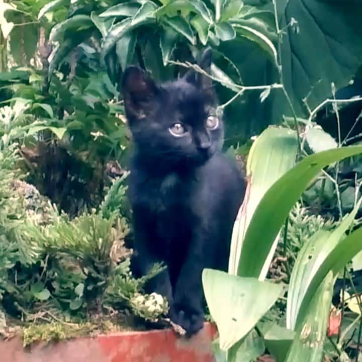 よもぎのインスタグラム：「元気にやってるらしい😼 まねき猫のくろちゃん( ΦωΦ )✨ #猫」