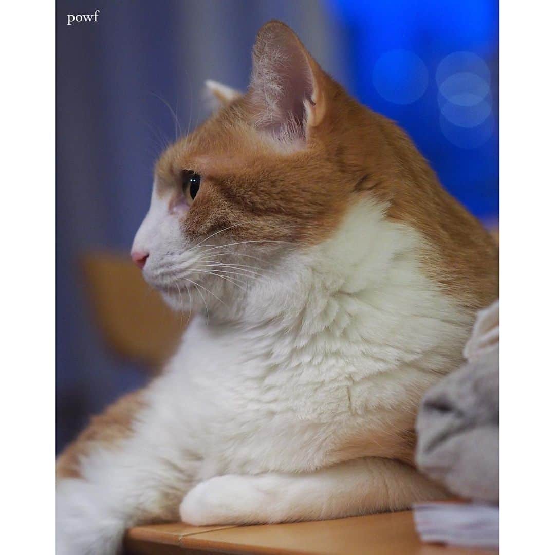 anemone_69のインスタグラム：「. #ハカセとキョウジュ #茶トラ白 #茶白 #cat #猫 #保護猫 . . .」