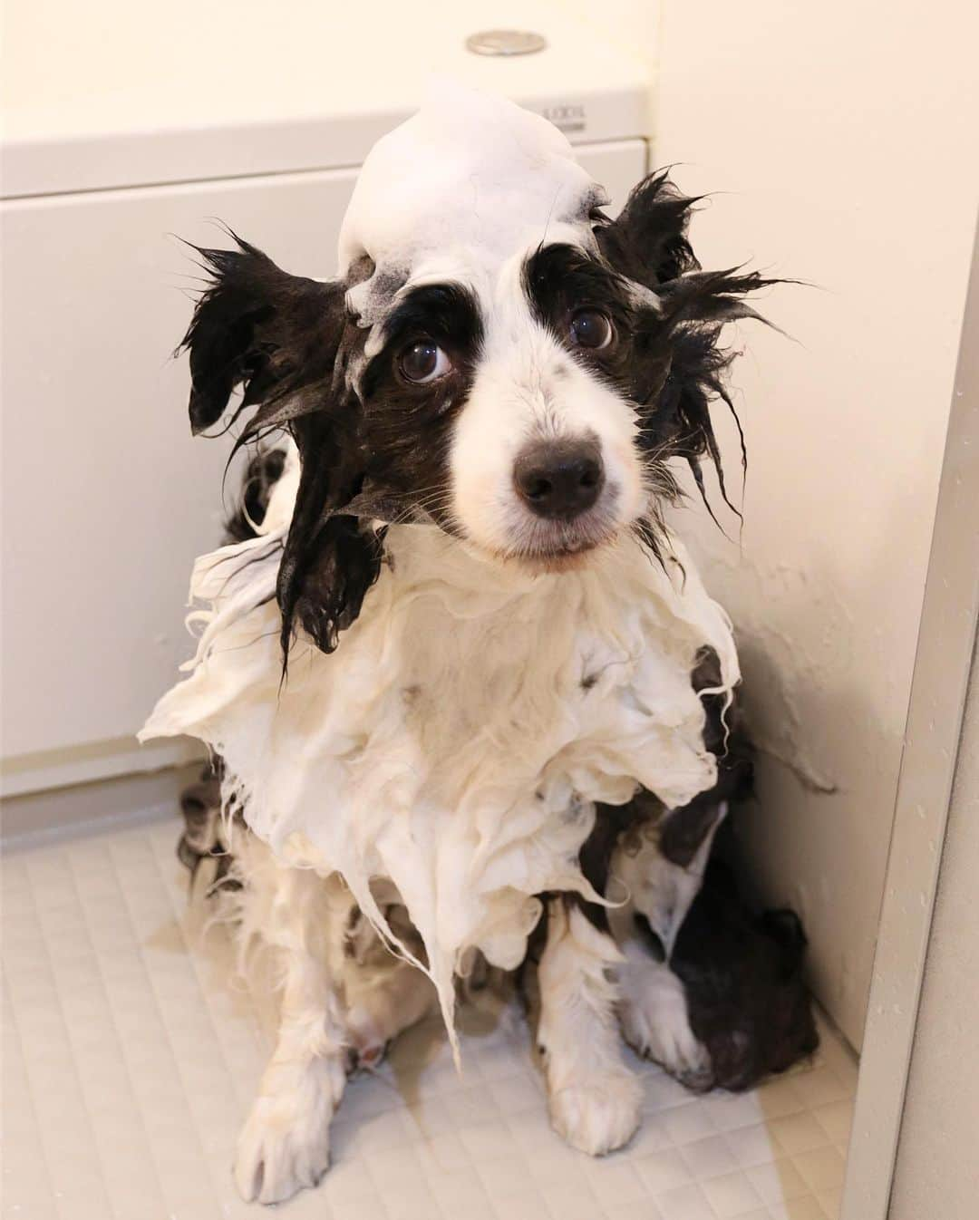 犬バカ部宣伝部長のインスタグラム