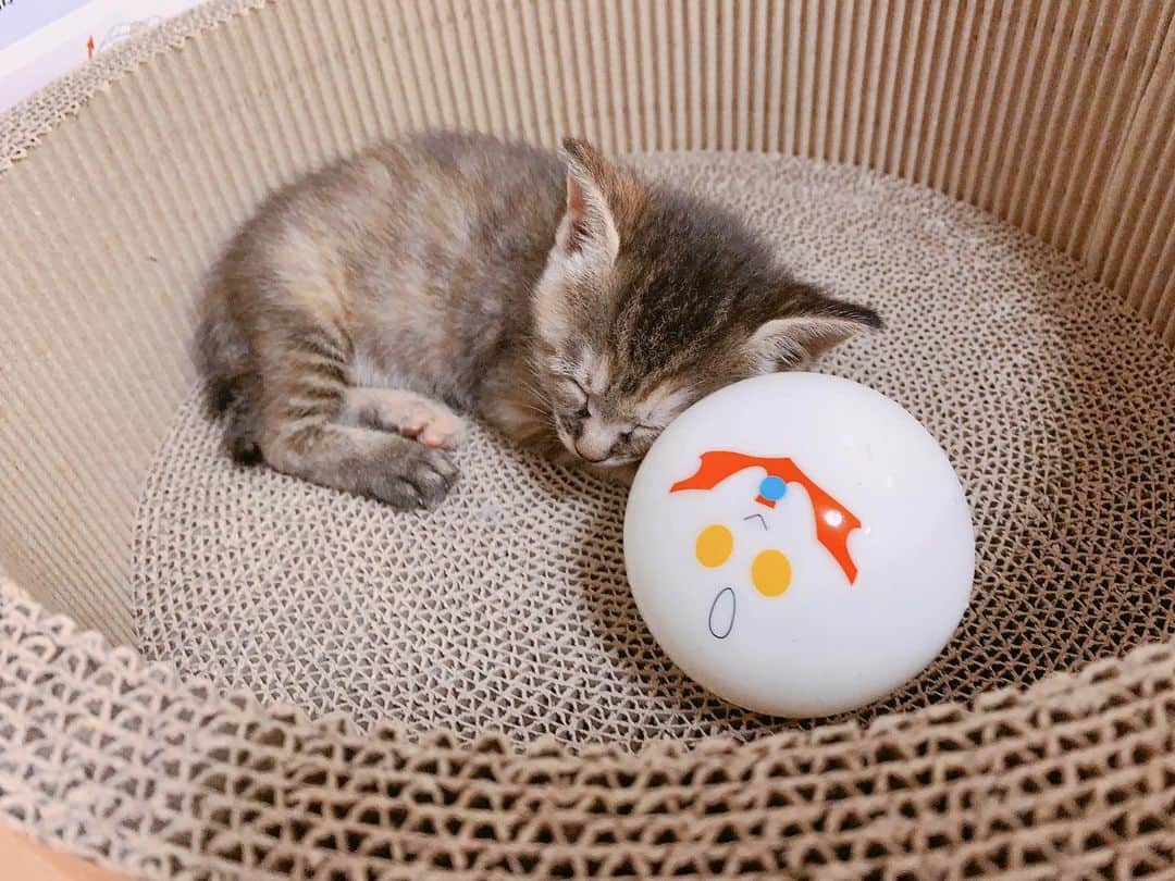 秋山ゆずきさんのインスタグラム写真 - (秋山ゆずきInstagram)「. . 生後推定0日で ダンボールに入って捨てられてた子猫を 保護してくださった方から 生後9日目で 茶色い子 《くく》 生後18日目で 黒い子 《きき》を 授かりました❣️ . ちなみに二人は姉妹です🐱💖 7匹でダンボールに入って 捨てられてたみたいです。 . 子猫の初育児を記録しておこうと #くくきき成長記録  @kukukiki_kiroku22 としてアップしてます✨ . . 初めて猫の育児をしてみて、 インスタに記録しておこうと思い アカウントをはじめたら、 同じ様に猫を保護して育てている方や 子猫を保護して里親さんに渡せるまで 育てている方、動物が大好きな方と出会えて 改めて私の知らない世界は 沢山あったんだと思いました。 . . 生まれてきてくれて、うちに来てくれて 出会ってくれてありがとう。 . . 1つでも多くの命が 救われますように。 .  #保護猫 #保護猫を家族に #保護猫出身 #保護猫と暮らす #子猫 #子猫保護しました #子猫成長記録 #成長記録 #猫 #猫と暮らす #猫部 #にゃんすたぐらむ #ねこのきもち #子猫育児 #子猫育児日記 #子猫育児中 #子猫ミルク #子猫動画 #ねこらぶ」9月22日 19時00分 - yuzukiakiyama
