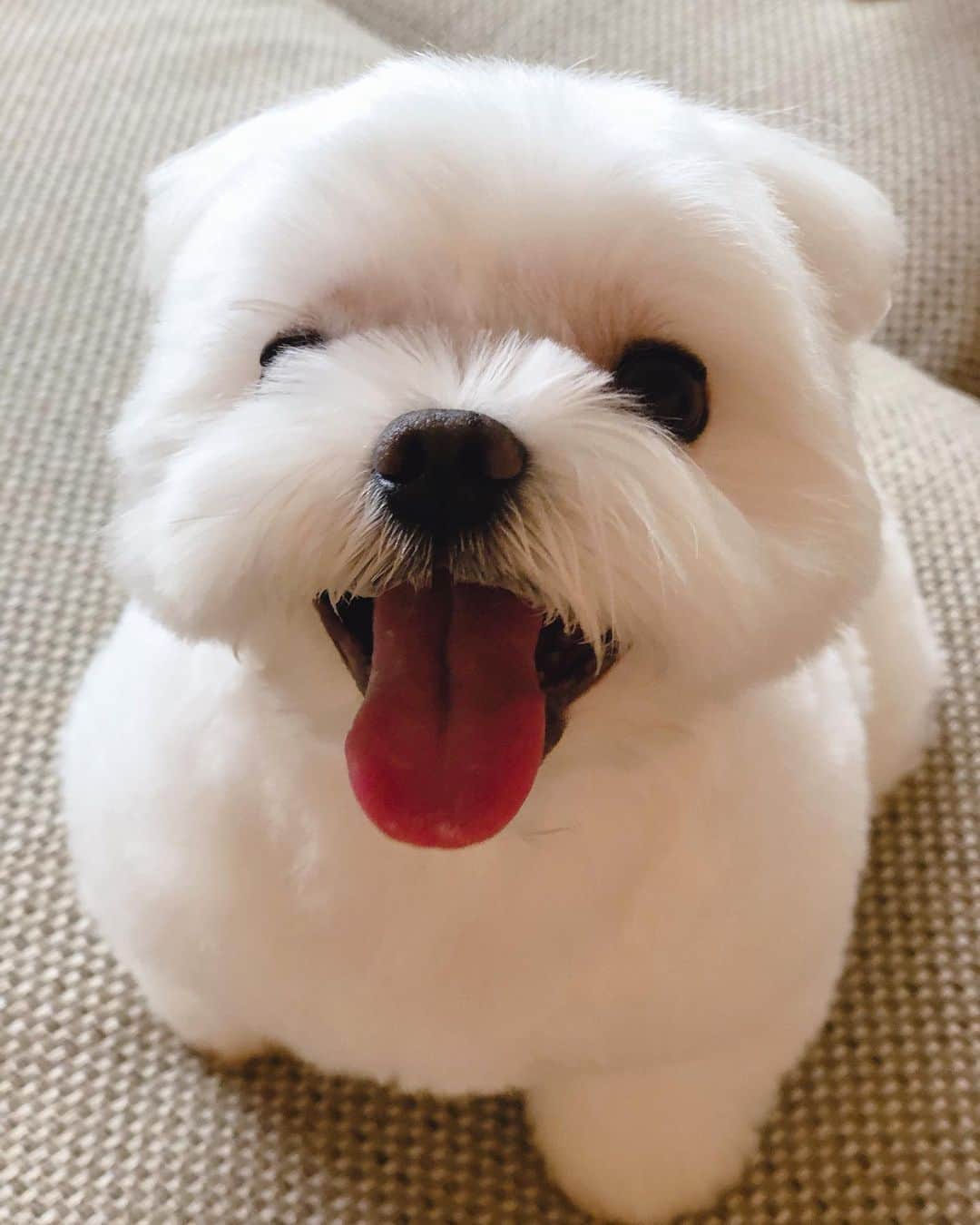 マルチーズ兄妹♡おかゆとおもちさんのインスタグラム写真 - (マルチーズ兄妹♡おかゆとおもちInstagram)「…🐶💕📷✨ . . ニコニコおかゆさん😊 . さて、みなさんに問題です🤔 このおかゆさんの笑顔を引き出す魔法の言葉は 何でしょうか？？🐶 ヒントなしです🤪 . . . #maltese #malteseofinstagram #happydog #dogsmile #doglove #doglover #dogstagram #instadog #lovedogs #ilovemydog #cutedog #dogoftheday #instapet #말티즈 #fluffypack . #okayusan #マルチーズ #犬バカ部 #犬の生活が第一  #いぬら部 #わんこなしでは生きていけません会 #犬のいる暮らし #エブリドッグ  #いぬドル #いぬすたぐらむ #マルチーズ兄妹 #ファーボで笑顔 .」9月22日 19時11分 - okayusan20150421