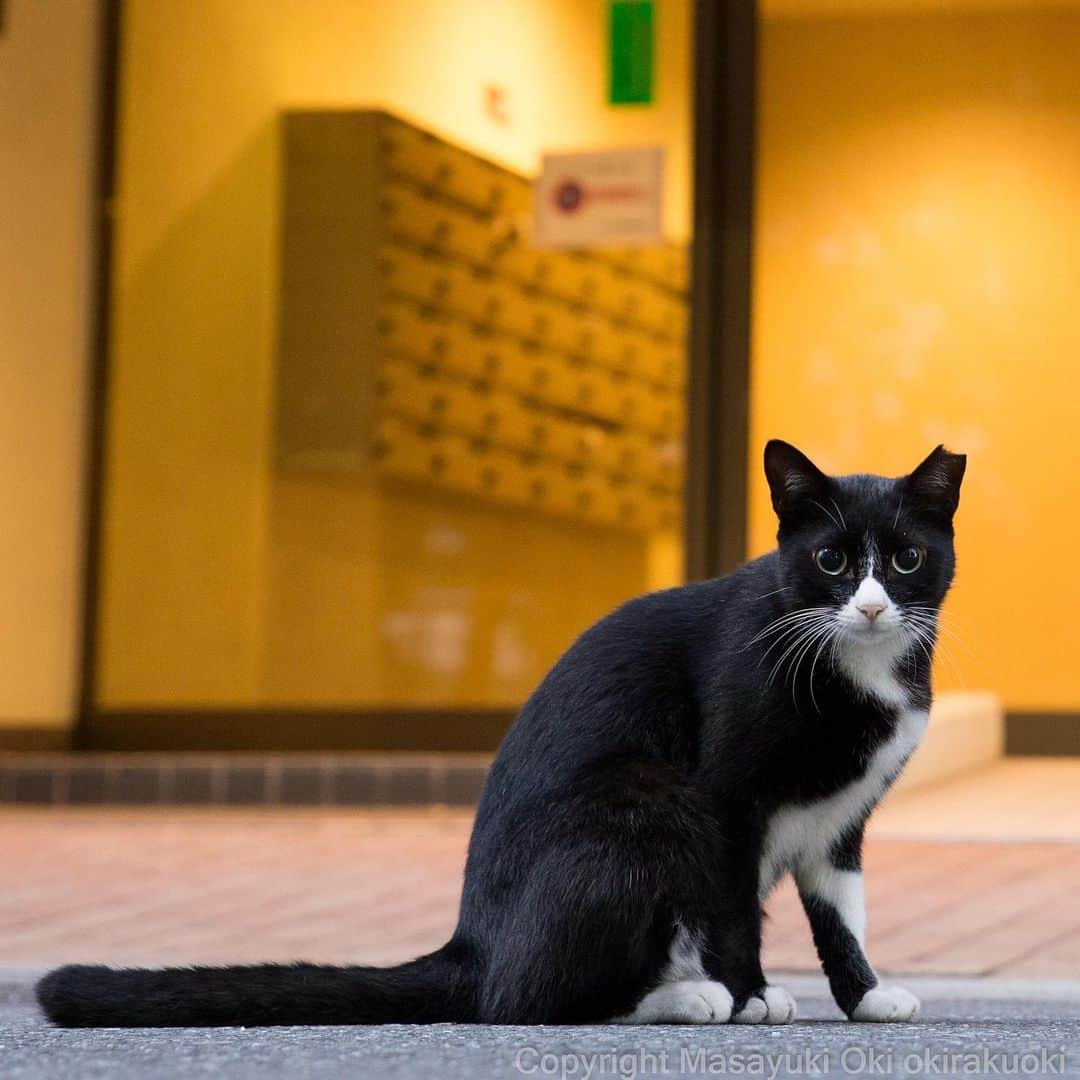 Masayukiさんのインスタグラム写真 - (MasayukiInstagram)「出待ち。  #cat #ねこ」9月22日 19時08分 - okirakuoki