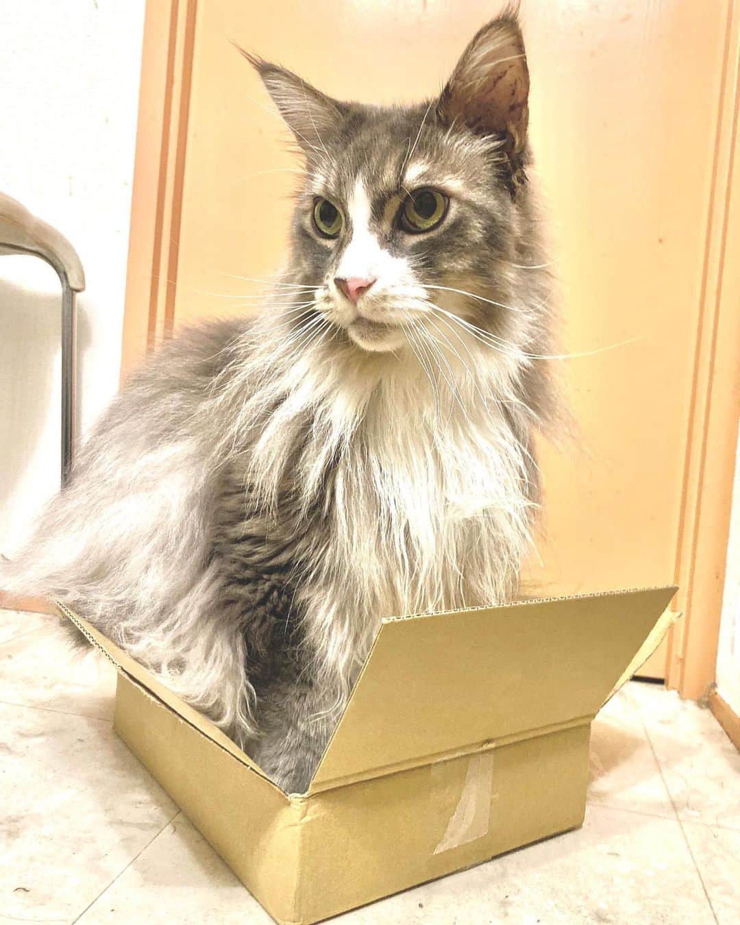 のインスタグラム：「そのサイズ、無理くない？#catinthebox  #ぷーぷー #ねこ #猫 #メインクーン #cat #catstagram #mainecoon #mainecoonlife #mainecoonlover #fluffy #bigcatsaboutthehouse #メインクーン部  #にゃんすたぐらむ」