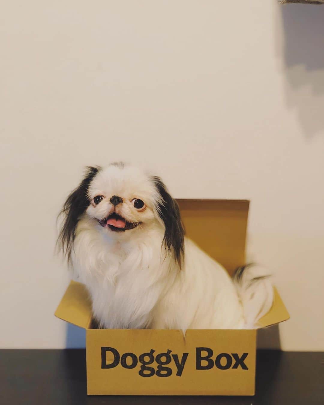 juntowaさんのインスタグラム写真 - (juntowaInstagram)「ふねの音楽隊。doggyboxはオヤツが美味しすぎるらしい。ふねの顔が物語る。#隊員募集中#doggybox#ドギボ」9月22日 19時20分 - juntowa