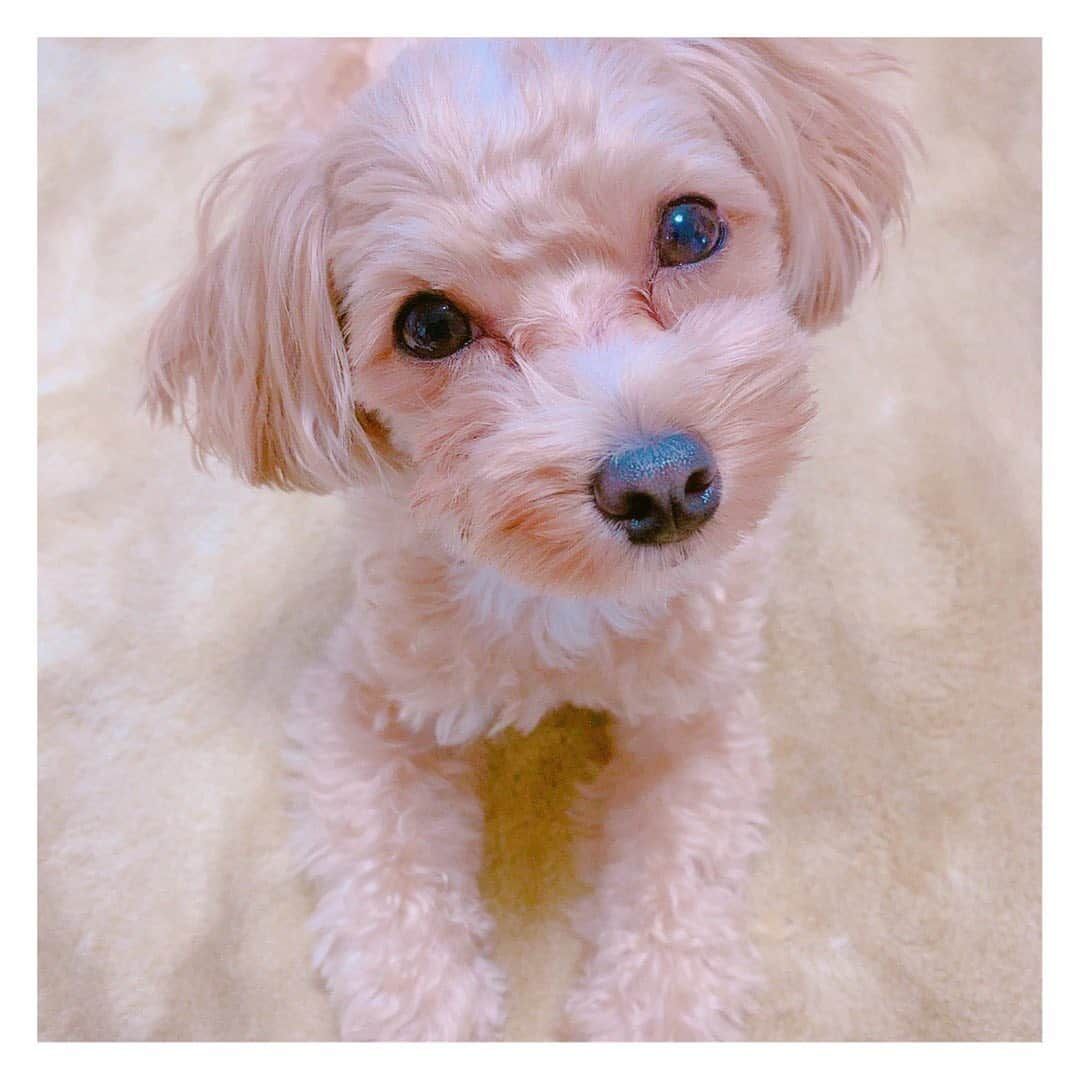 木本夕貴さんのインスタグラム写真 - (木本夕貴Instagram)「🐶モハ🐶 きょうも可愛いね🧡 写真は昨日のだけど！」9月22日 19時19分 - yuuki___kimoto