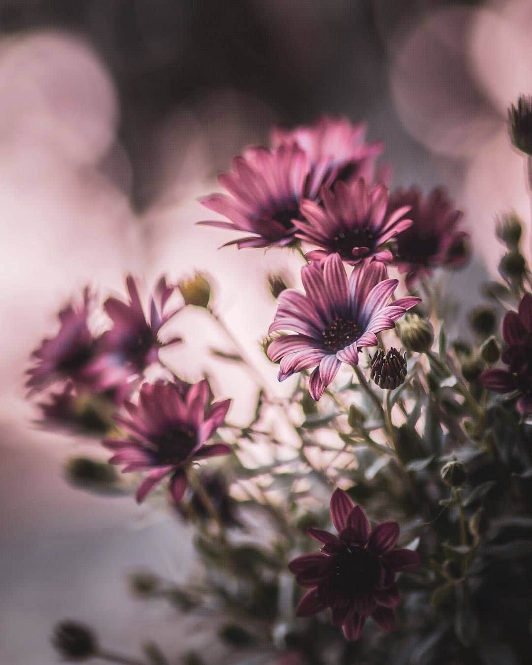 花の写真館のインスタグラム：「Photo by @hiko_takahashi.⠀ https://instagram.com/hiko_takahashi/⠀ .⠀ Original Post[投稿頂いたURL]⠀ https://www.instagram.com/p/BntEGpDl-VQ/⠀ .⠀ 本アカウントは、 #私の花の写真 をつけてInstagramに投稿された皆さまの花の写真や、「花の写真館」Facebookページで投稿された花の写真を紹介します。⠀ 「花の写真館」Facebookページは、「 @floral.photograph 」のプロフィールにあるURLからご覧ください。⠀ .⠀ #花の写真館 #floralphotograph #floralphoto #flower #flowers #富士フイルム #FUJIFILM⠀ Follow: @floral.photograph」
