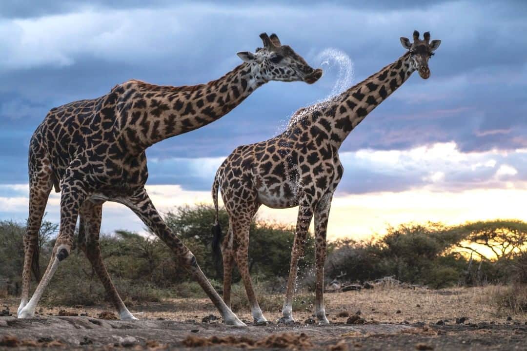 のインスタグラム：「Photo by Beverly Joubert @beverlyjoubert | Giraffes quenching their thirst is not often a speedy affair. Those long necks, so well adapted for getting to the tastiest leaves on the highest branches, make getting to the ground a cumbersome and vulnerable affair. These Maasai giraffe were recently listed as endangered by the IUCN, as they have lost half their population over the past three decades, largely due to habitat loss and poaching— a trend that has been seen across most giraffe subspecies. But this decline has now been recognized, and they've just been given formal protection for the first time as well. The Conference of the Parties to the UN Convention on International Trade in Endangered Species (CITES) have listed giraffes on Appendix II, thereby ending unregulated trade. Their challenges are far from over, but trade regulations do make a difference. Hopefully this will give giraffes a bit more of a break while we tackle the other issues surrounding habitat degradation and their slow, silent decline. #ThisIsMyTrophy #MaasaiGiraffe #EndangeredSpecies」