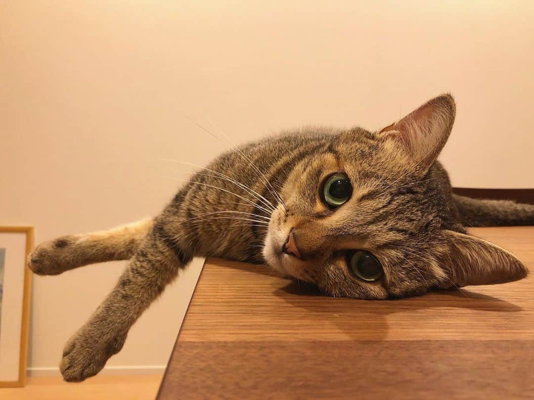 のインスタグラム：「ただいまー。 . . . #ちゃんた951日目 #猫 #ねこ #cat #cats #love #chat #ilovecat #instacat #catlover #cute #catoftheday #tigre #mignon #cats_of_instagram  #catsofinstagram #catstagram #browntabby #愛猫 #保護猫 #被災猫 #キジ猫 #キジトラ」