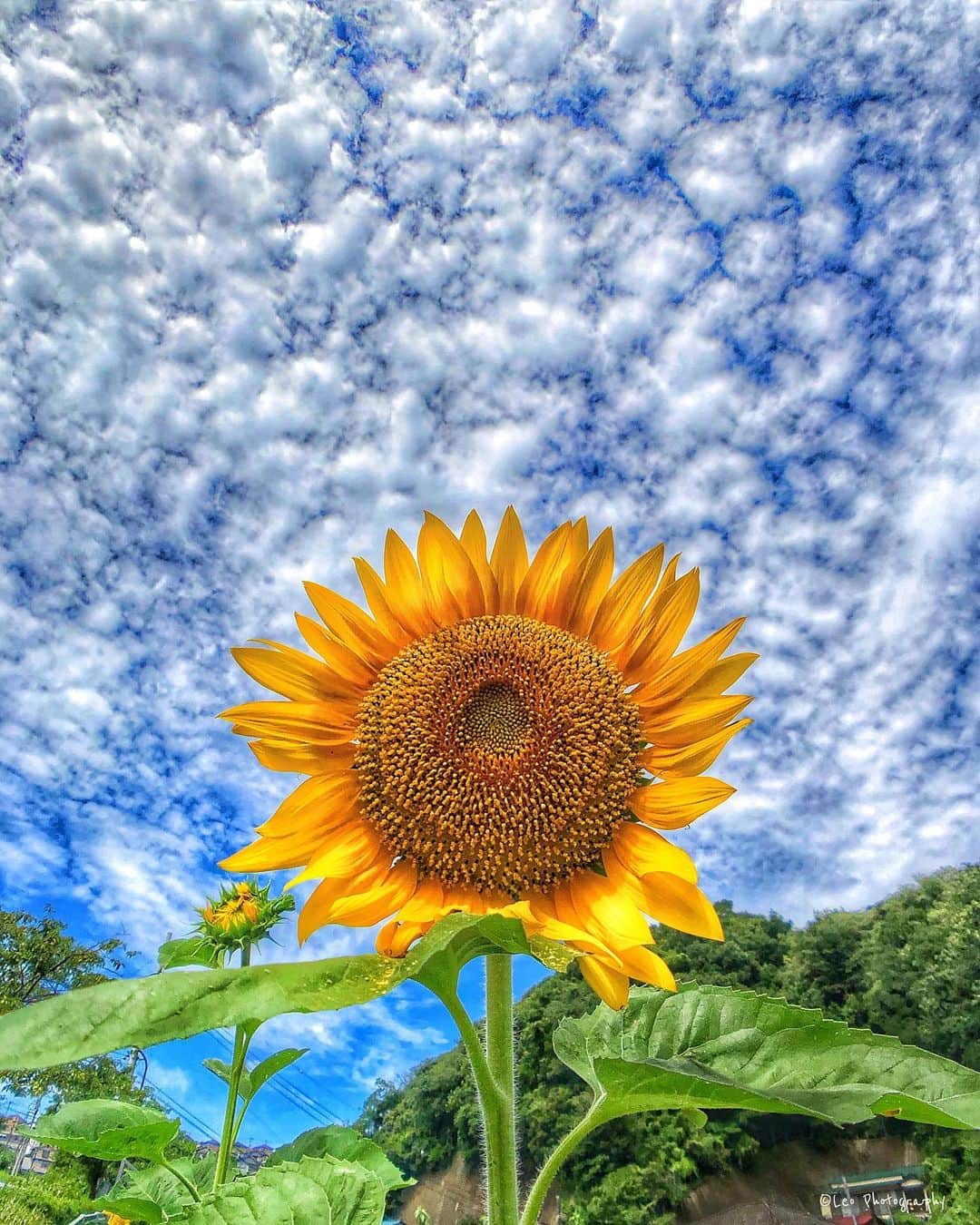 leo7000のインスタグラム：「今夏の向日葵をもう1枚‼️😊🌻✨ IG皆さん、明日も良い休日を~♪😃👋🏻 🍺🍺✨」