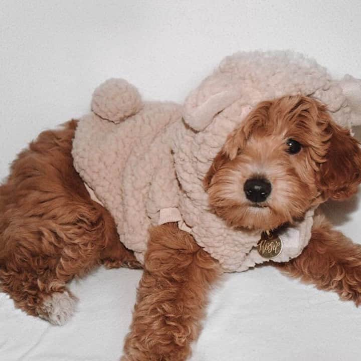 SHEINさんのインスタグラム写真 - (SHEINInstagram)「I am baby boy🐶 via @tinydoodrosie #SHEIN #SHEINinspo #puppy #teddydog」9月22日 20時24分 - sheinofficial